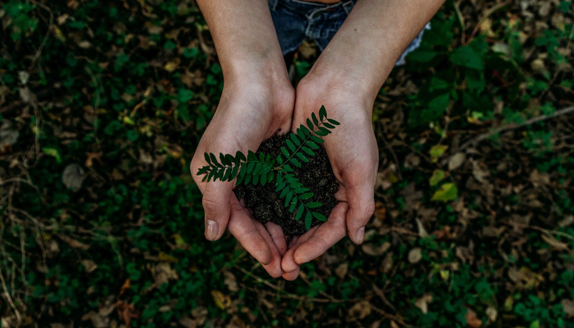 Hands cupping soil and a small green fern above a leafy forest floor.